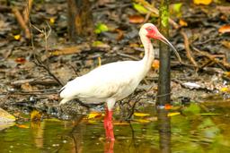 ibis at san pedrillo ranger station corcovado national park